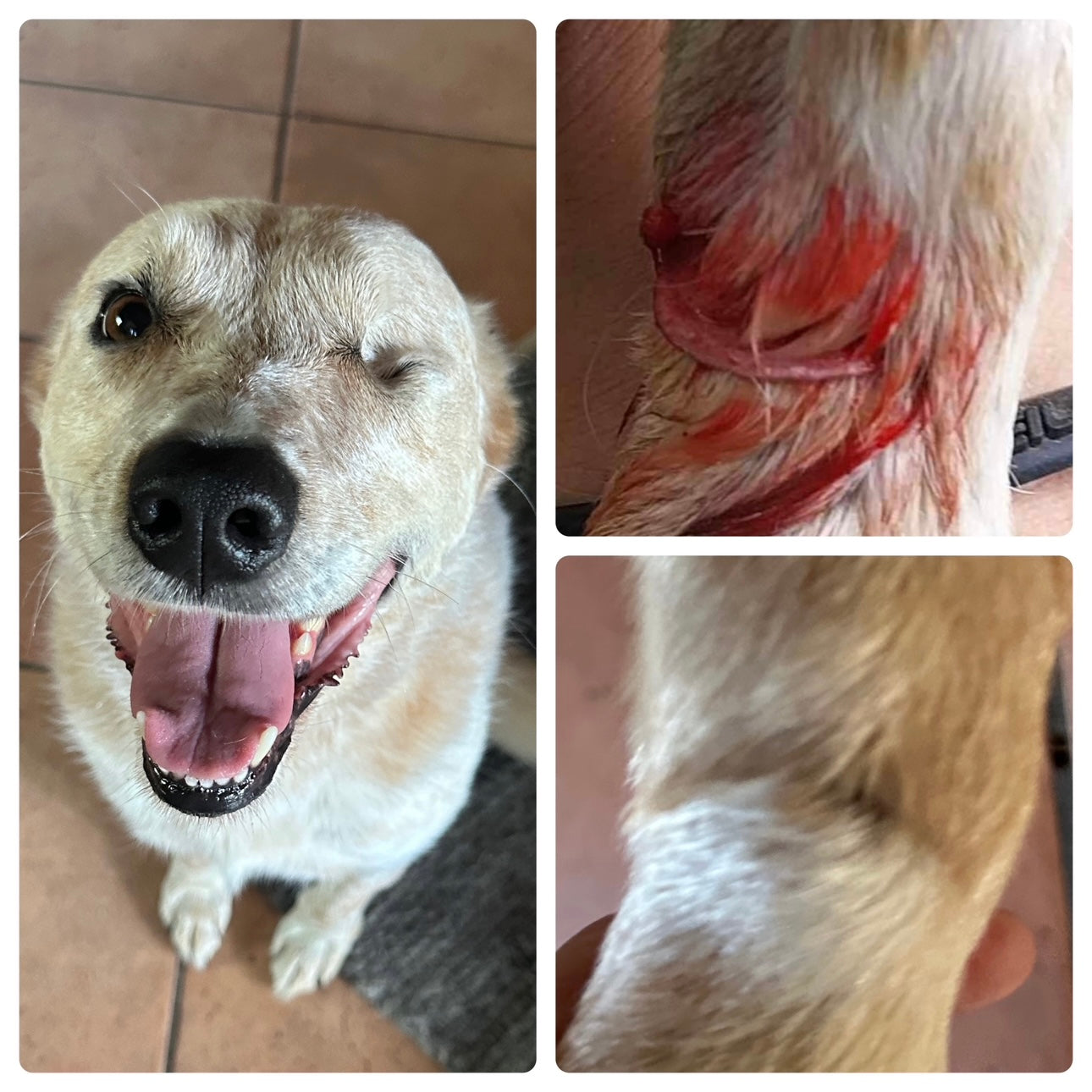 BPE Healing Balm with Raw Honey