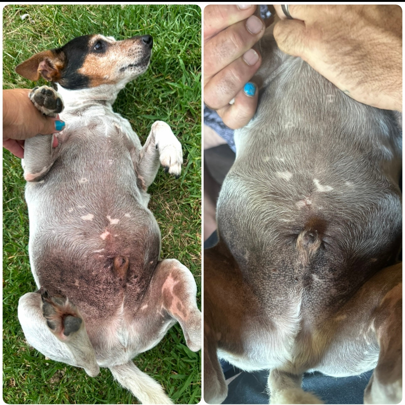 Happy Paws - Herbal Dog Suppliment