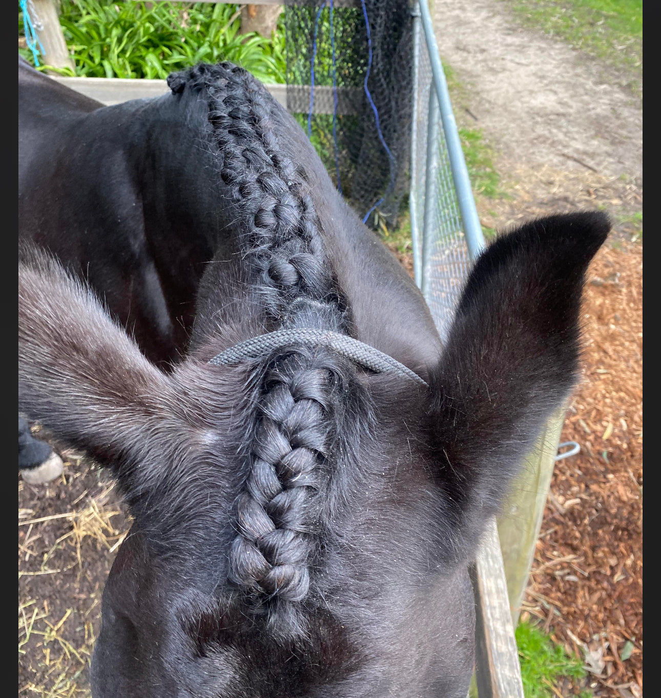 BPE Plaiting Wax