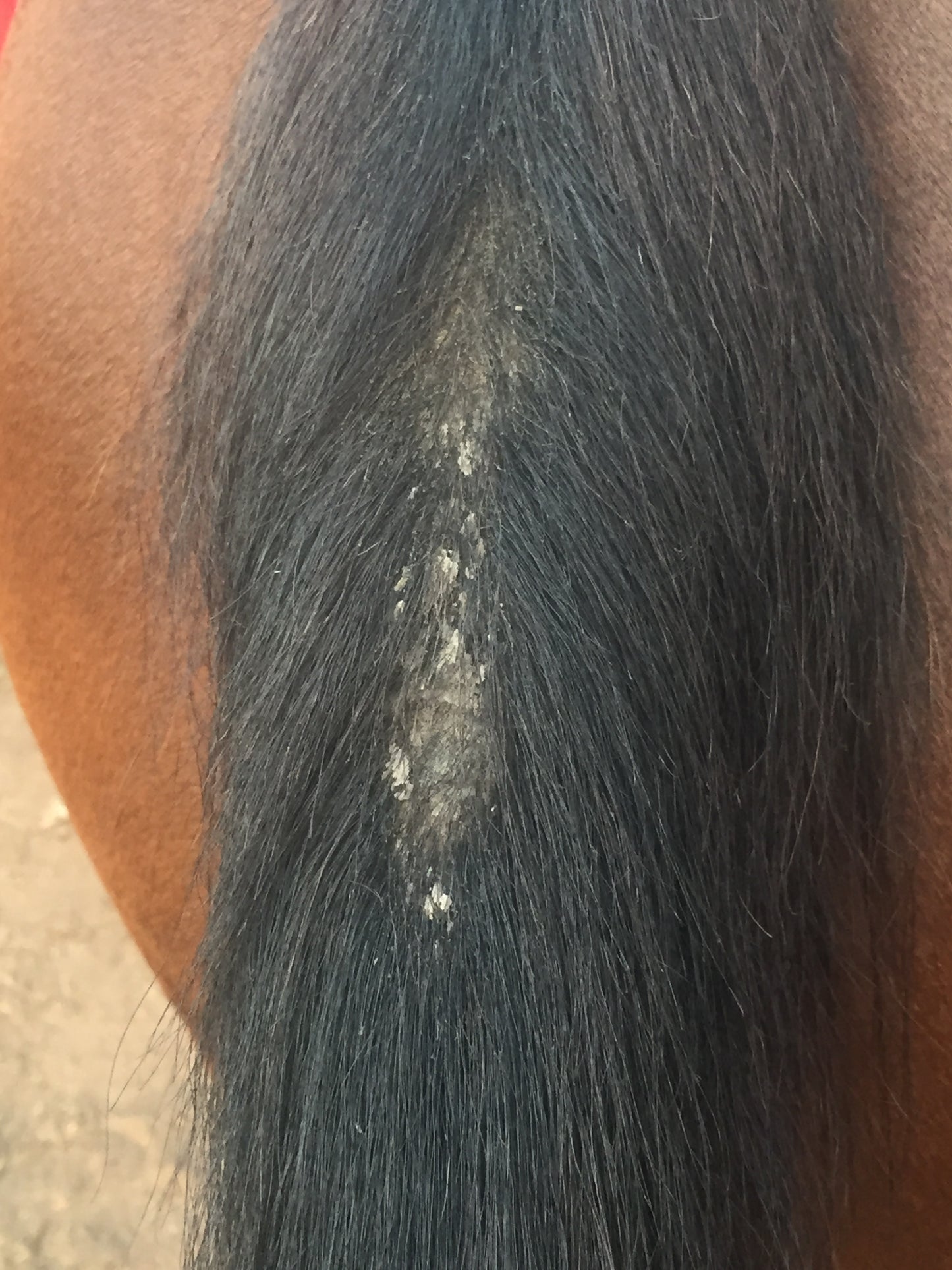 BPE Luscious Locks Mane & Tail Oil