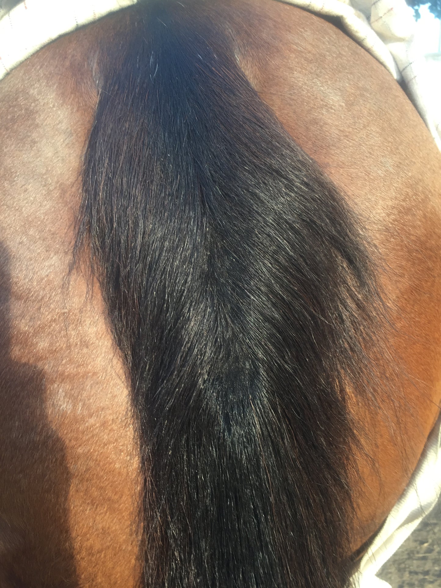 BPE Luscious Locks Mane & Tail Oil