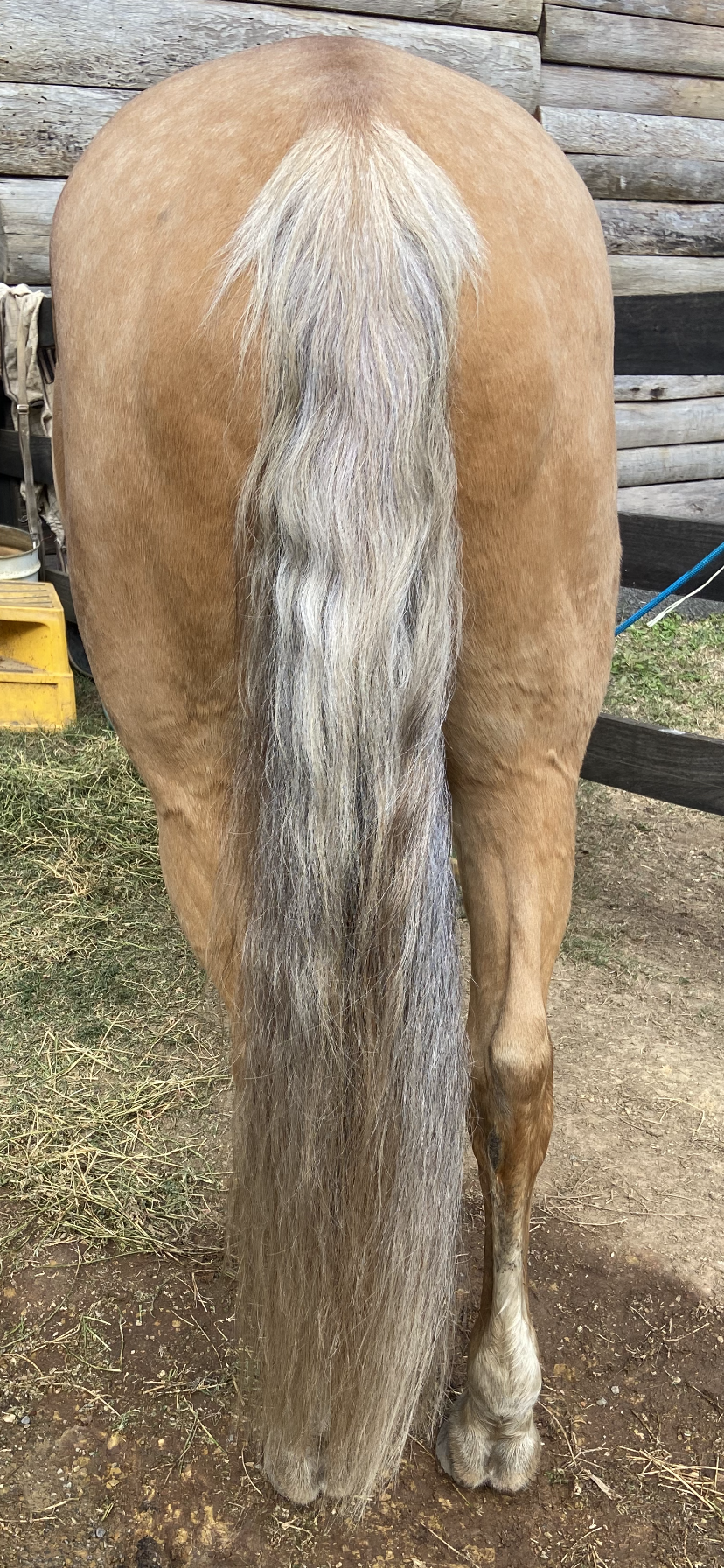 BPE Luscious Locks Mane & Tail Oil