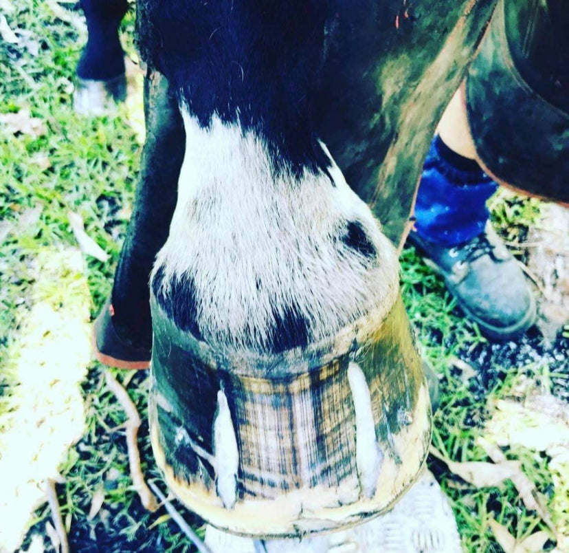 BPE Hoof Protect - Farrier Wax Stick