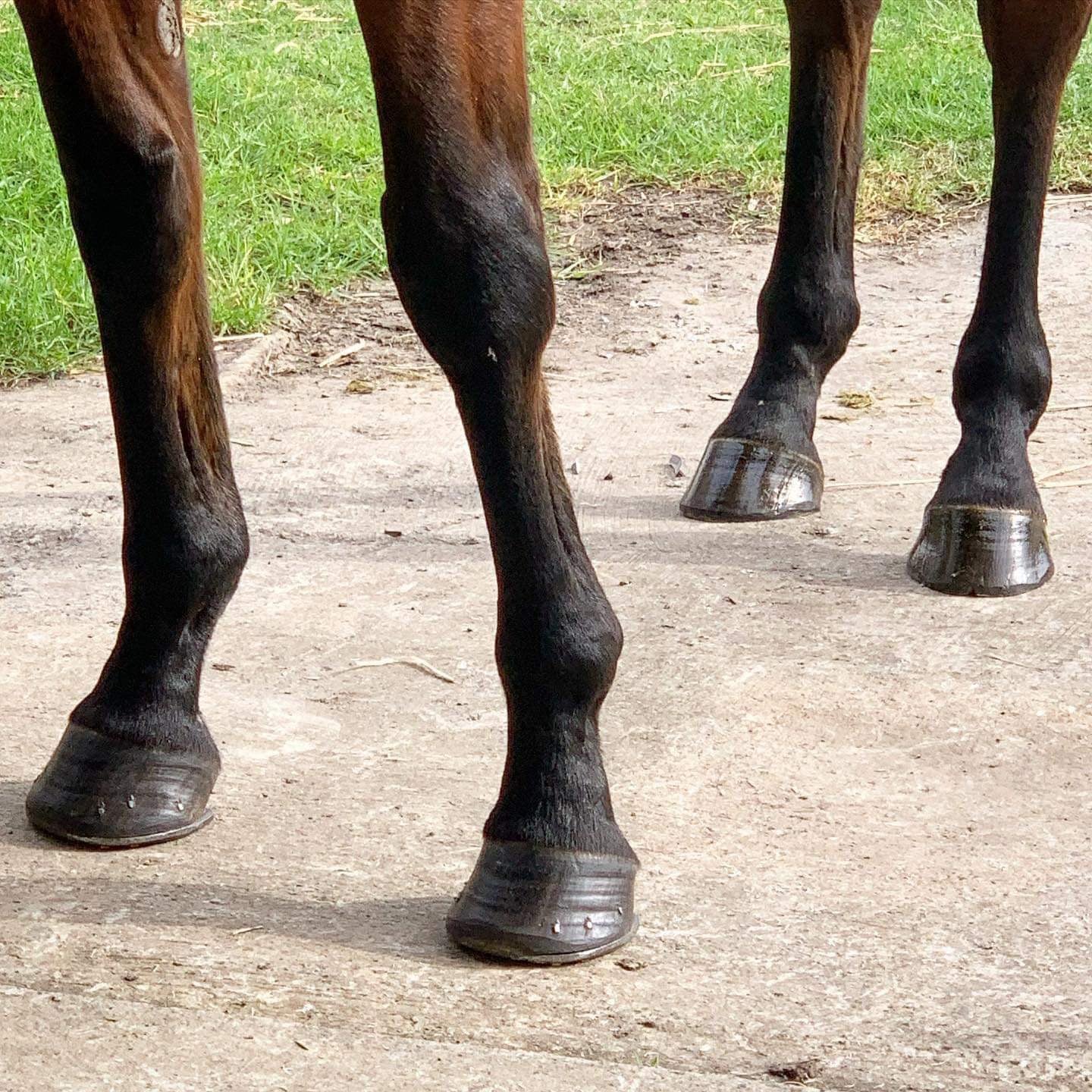 BPE Hoof Protect - Farrier Wax Stick