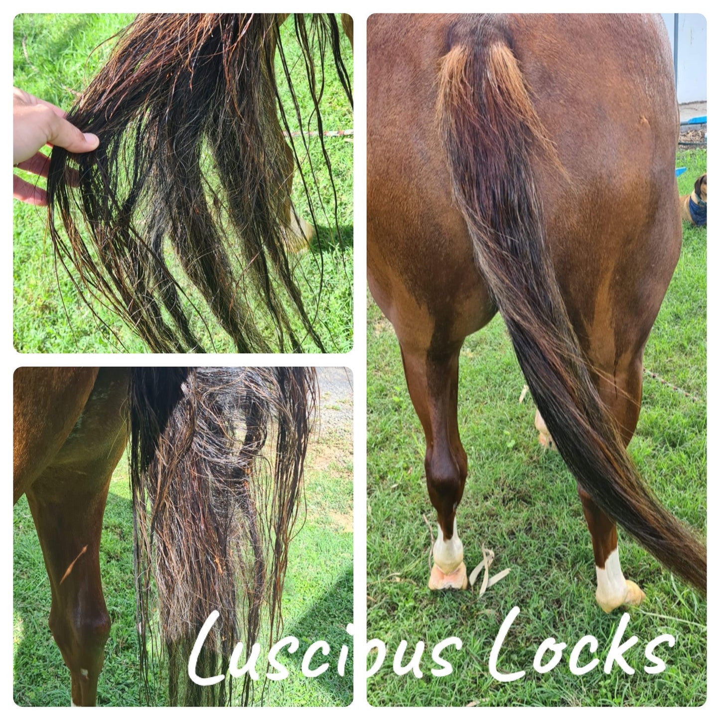 BPE Luscious Locks Mane & Tail Oil