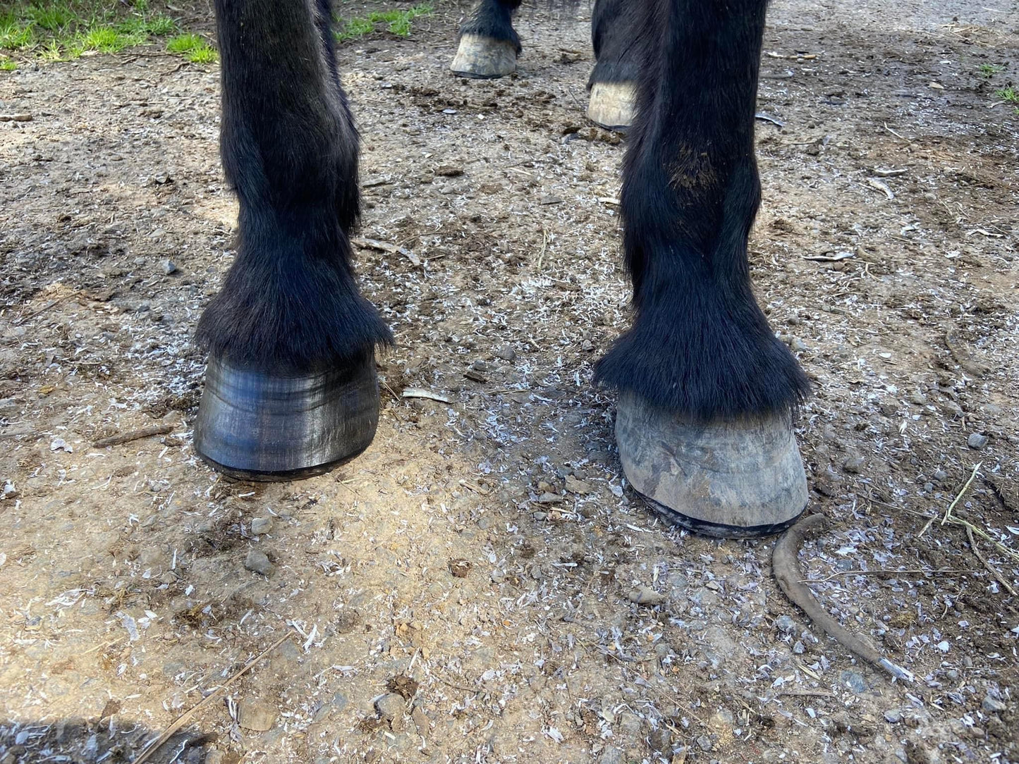 BPE Hoof Protect - Farrier Wax Stick