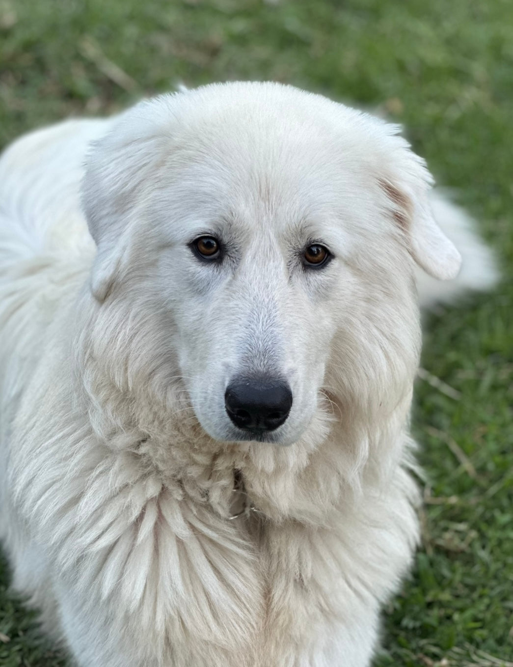 Natural Dog Care