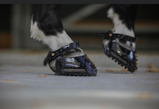 Scoot Boot Fitting Session - MID NORTH COAST NSW