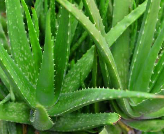 BPE Relief - Aloe Vera Liniment