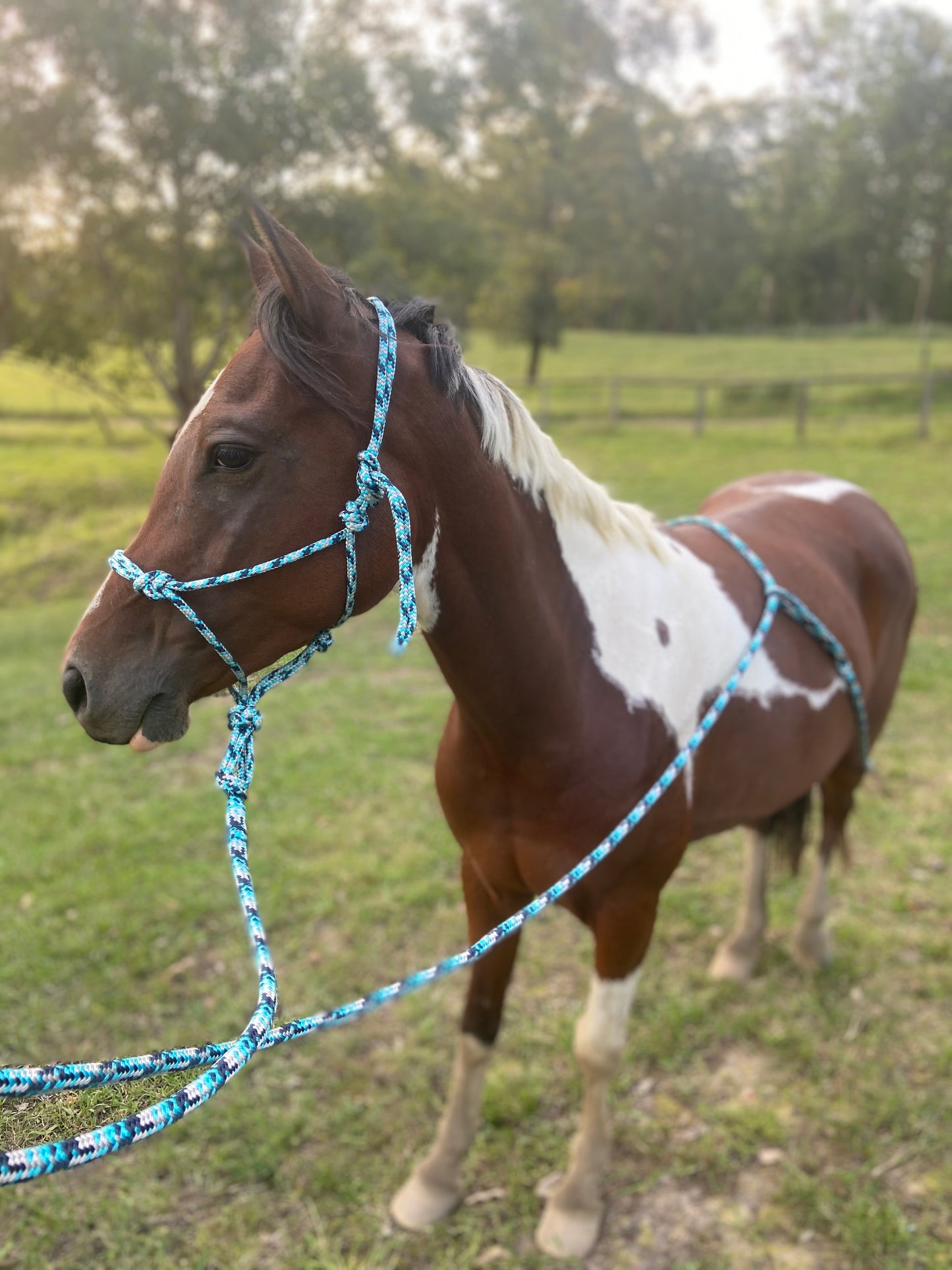 20' (6m) Bum Rope