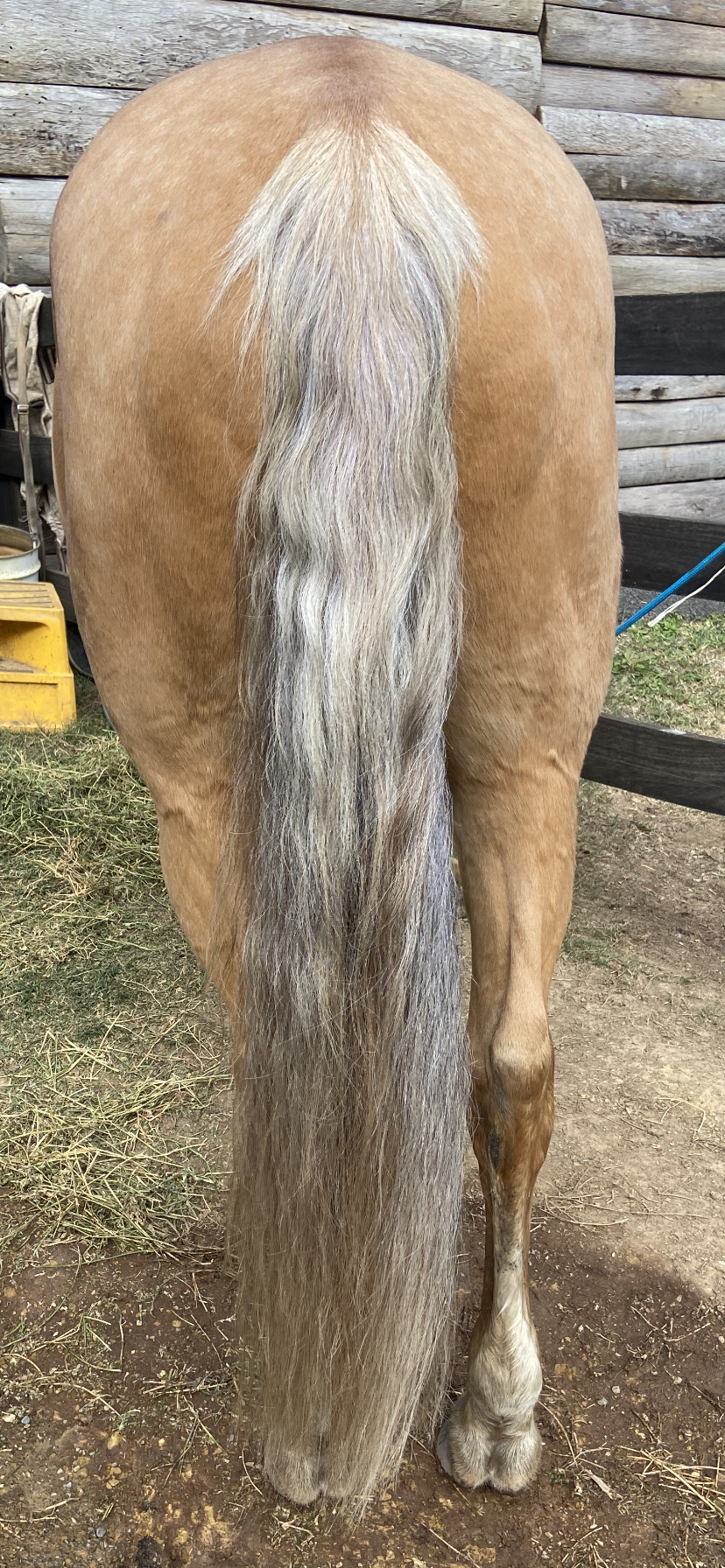 BPE Luscious Locks Mane and Tail Oil