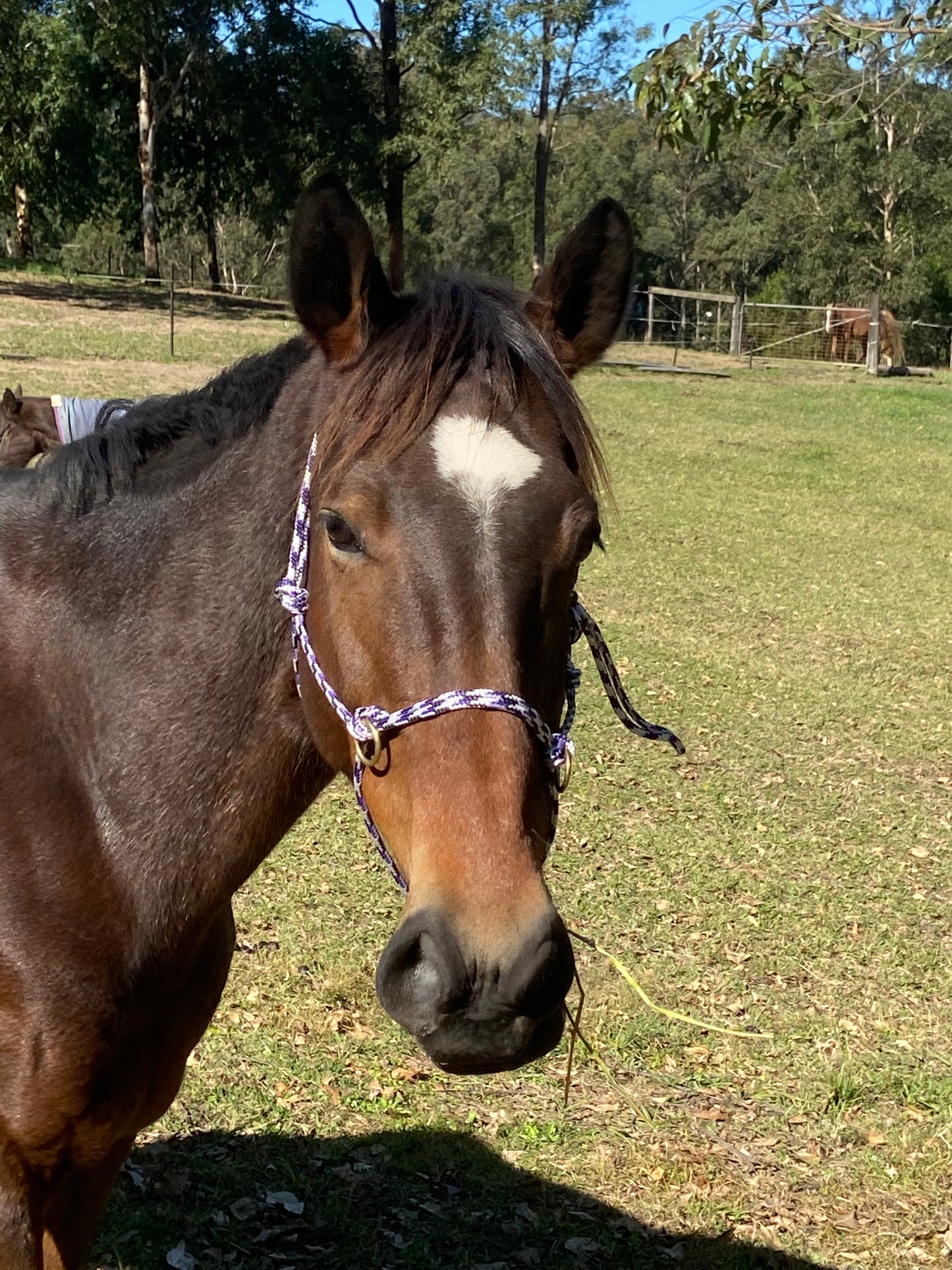 Luna Bridle - Training Halter / Bitless Bridle