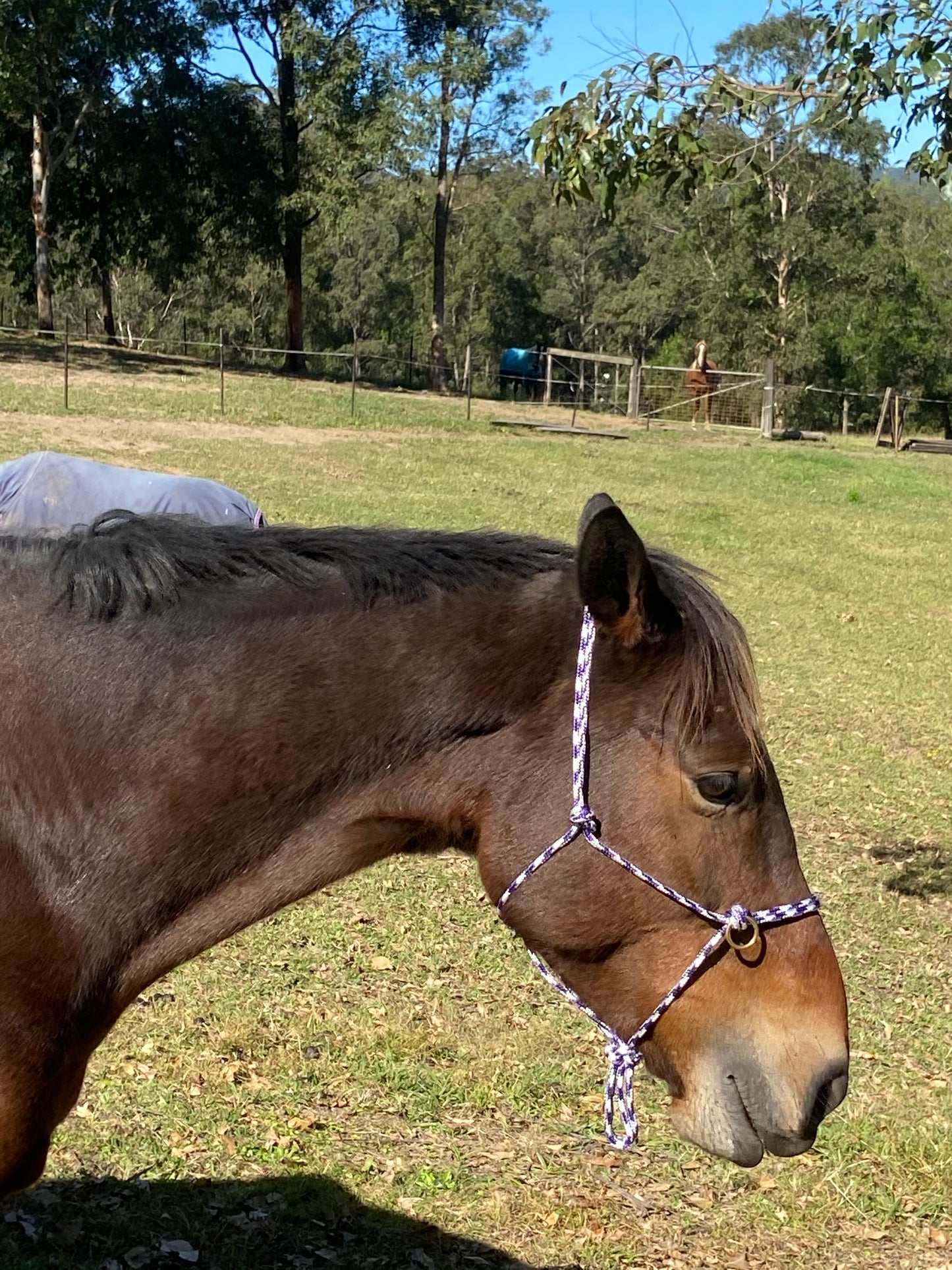 Luna Bridle - Training Halter / Bitless Bridle