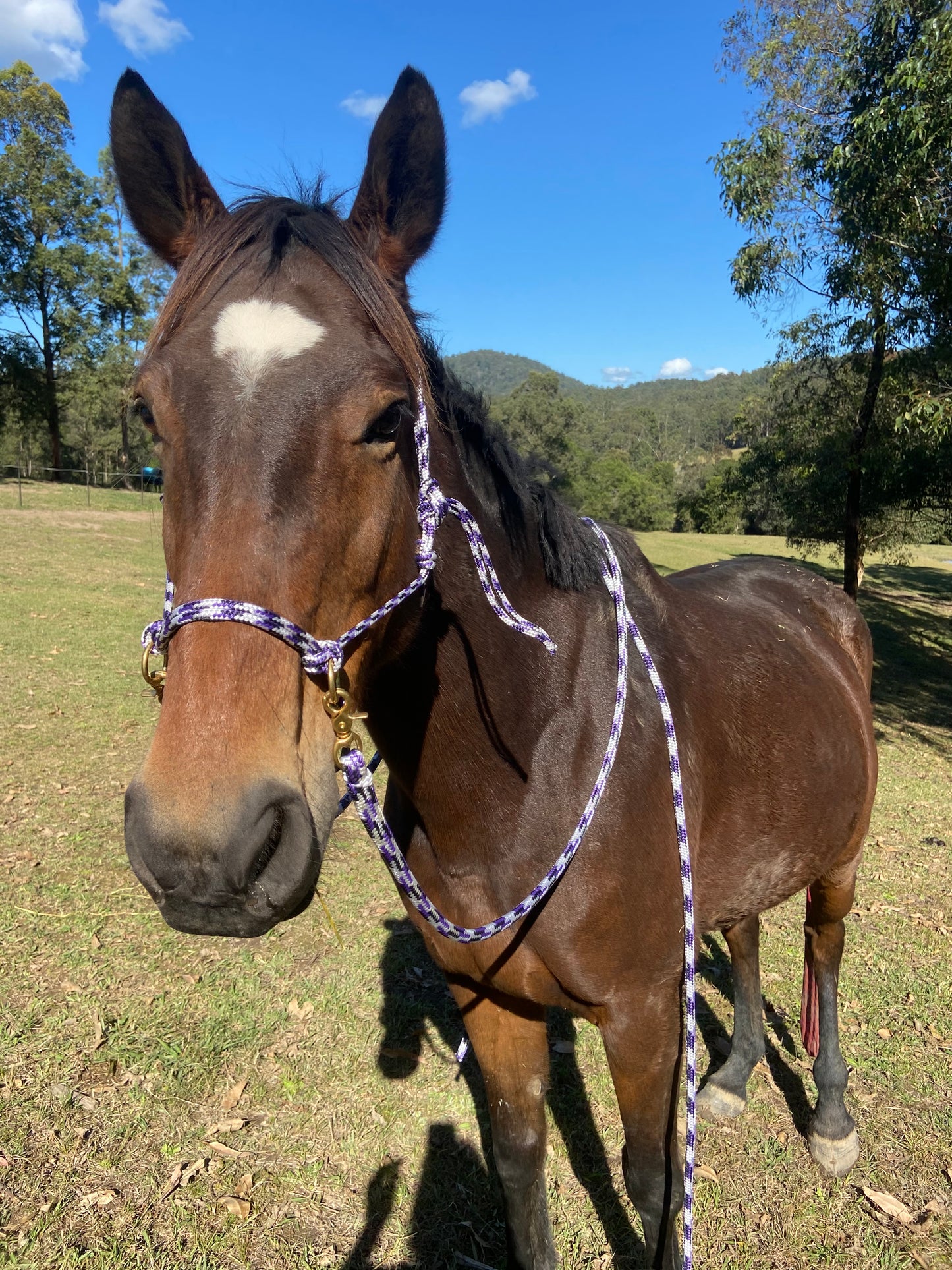 Luna Bridle - Training Halter / Bitless Bridle