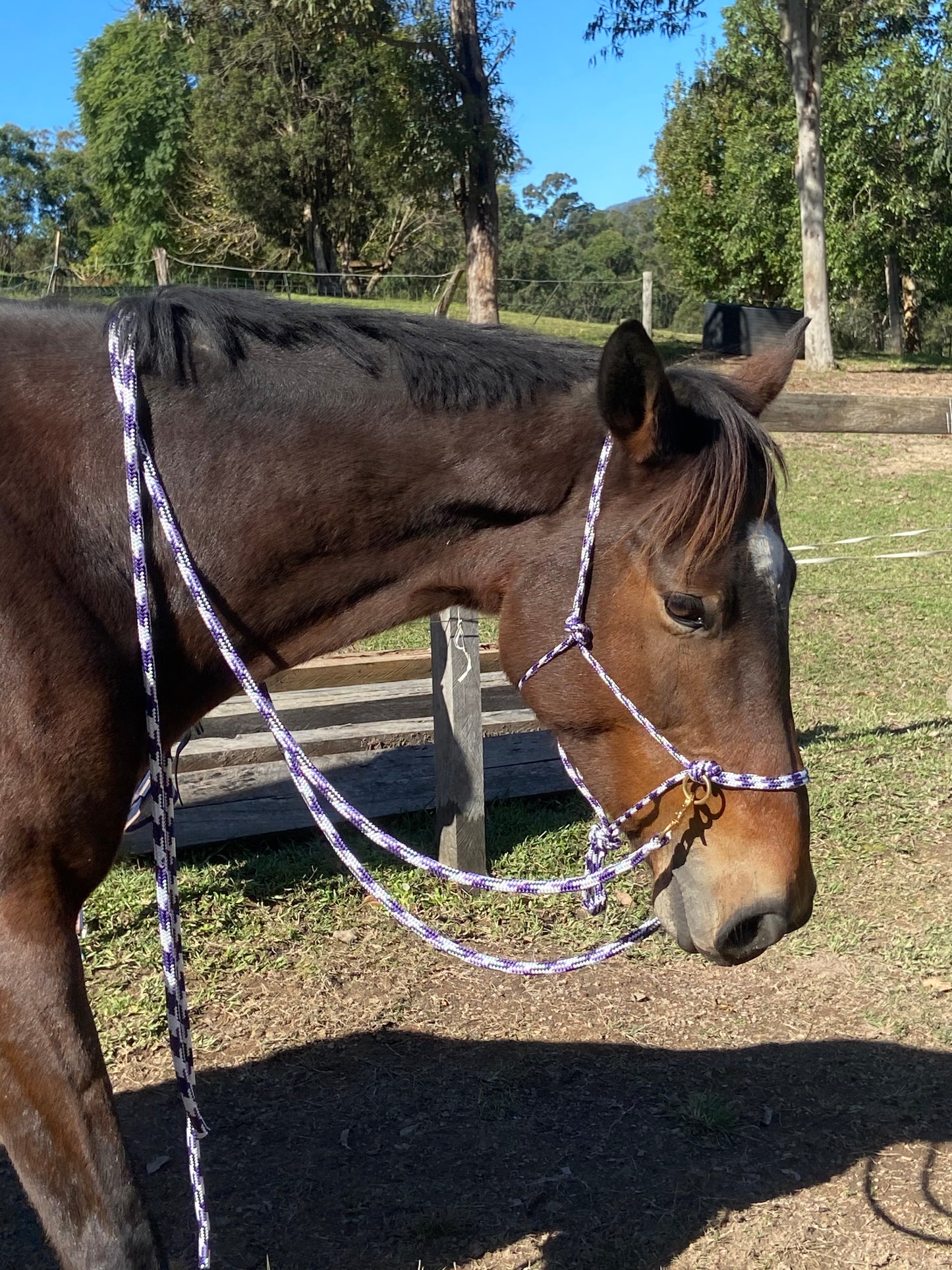 Luna Bridle - Training Halter / Bitless Bridle