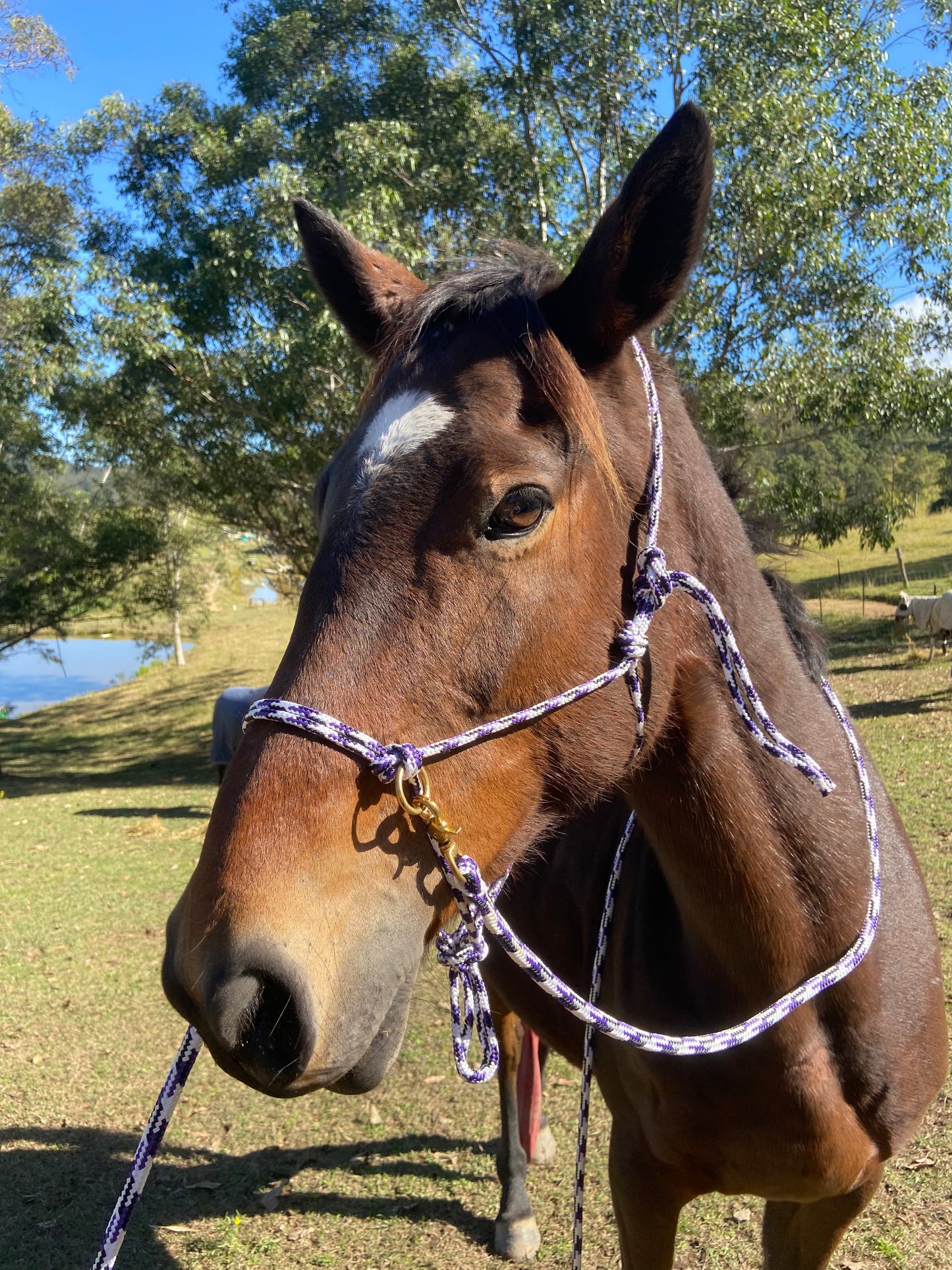 Luna Bridle - Training Halter / Bitless Bridle