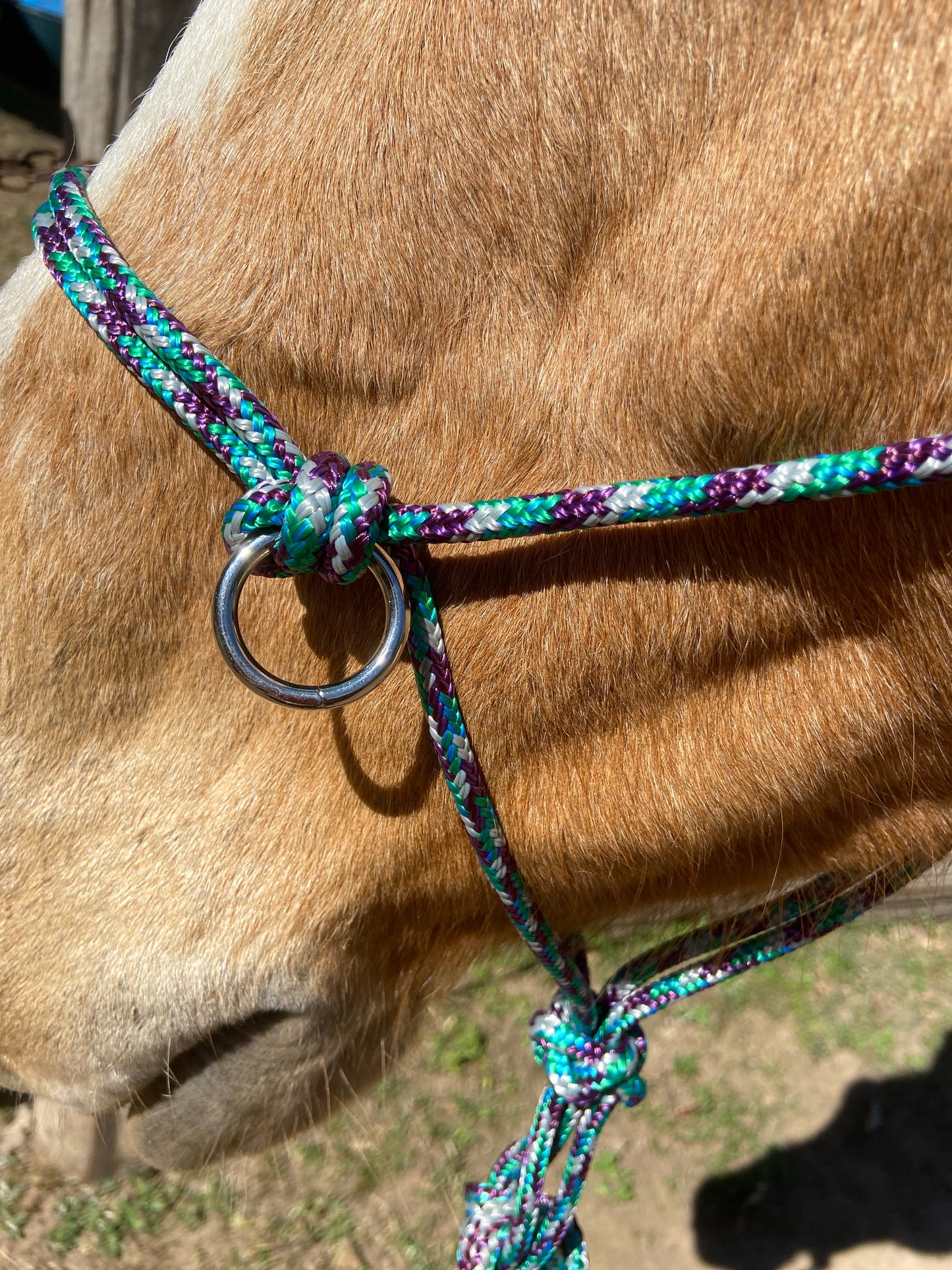 Training set - Halter, Lead, Reins