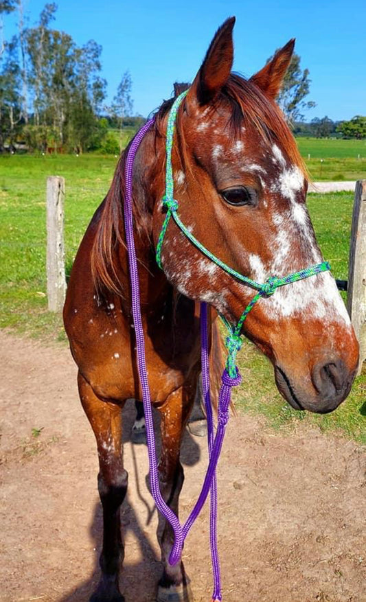 Standard 6mm Halter